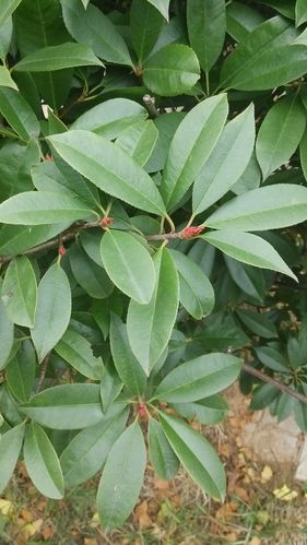 这是一种什么木本植物,常见的绿化植物.见图.想知道学名.