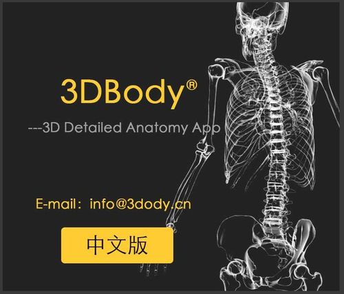 3dbody提供了男女二套全三维的数字模型,5000多个人体结构,完整