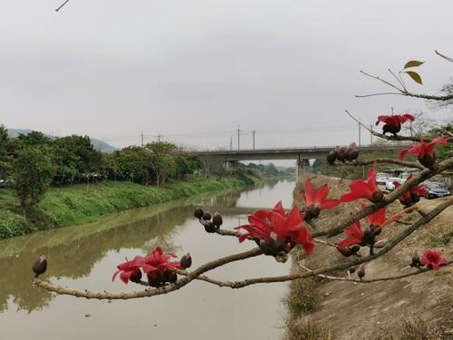 建设中的沙溪宝树园
