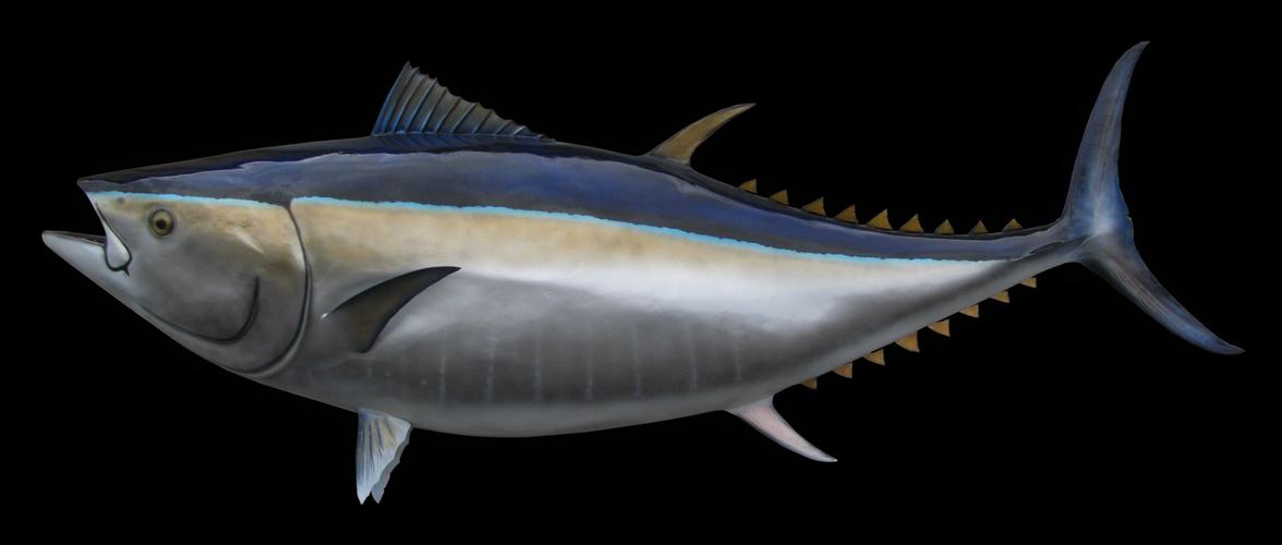 bluefin tuna fish mount