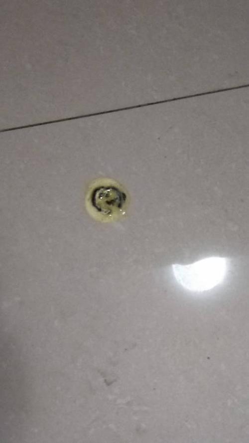 小鸽子便便正常吗?