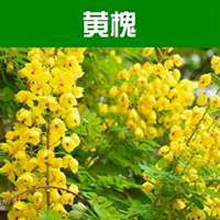 微信槐树头像_高清槐树微信头像