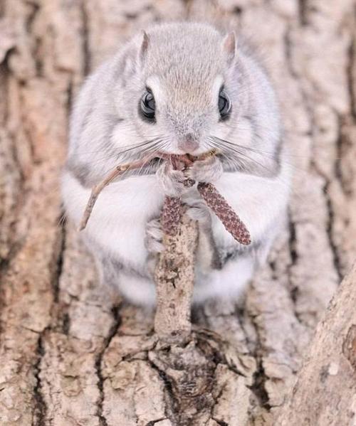 自然界的颜值担当——俄罗斯飞鼠