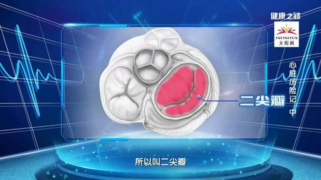 二尖瓣,三尖瓣,主动脉瓣,肺动脉瓣是心脏里的四扇单向"门",它们肩负着