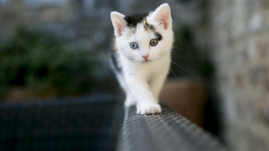可爱猫咪清新壁纸_最萌的小猫咪