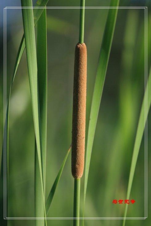 蒲棒