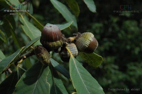  p>滇青冈,cyclobalanopsis glaucoides schotky,别名:滇椆,拟槠, a