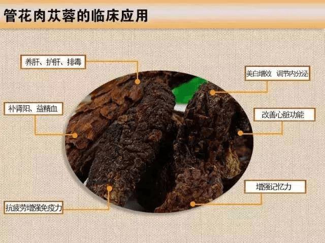 管花肉苁蓉的功效作用与用途