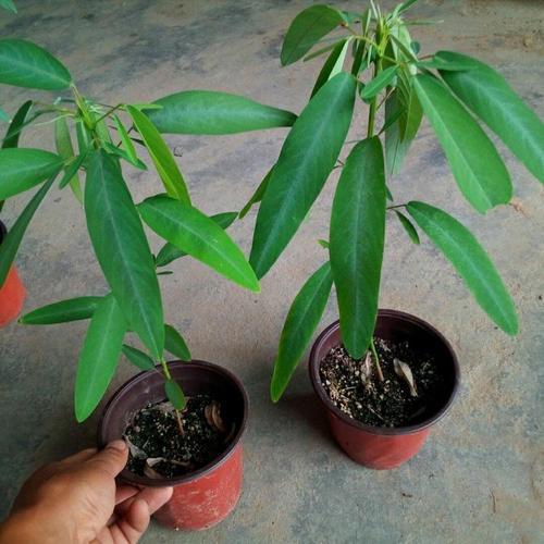 跳舞草有哪些功效与作用跳舞草种子应该怎么种