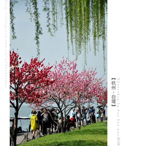 春光里的祝愿——桃红柳绿的白堤