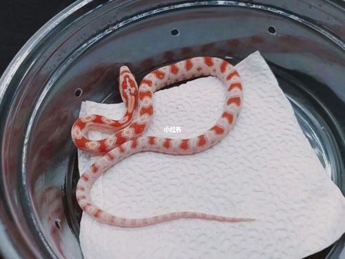 玉米蛇_玉米_奶昔_糖果_宠物_宠物其他