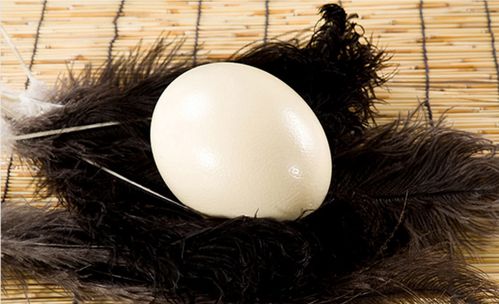 新鲜大号蛋鸵鸟蛋 单个1350g左右_ 6折现价168元