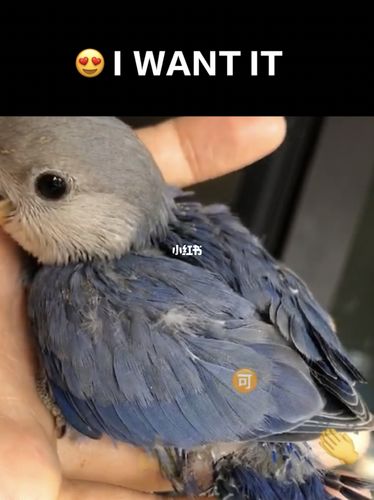 一只紫罗兰牡丹鹦鹉的蜕变_鹦鹉_牡丹_开箱_双十一_双十一开箱现场