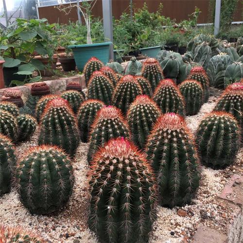 购客实生黄金云仙人球花球座属室内外盆栽绿植变异品种多肉植物实生根