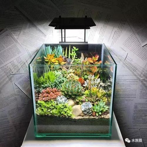 「观赏鱼」废旧鱼缸的另类多肉造景缸