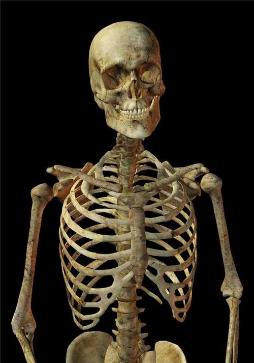 骷髅骨架图的搜索结果百度图片搜索