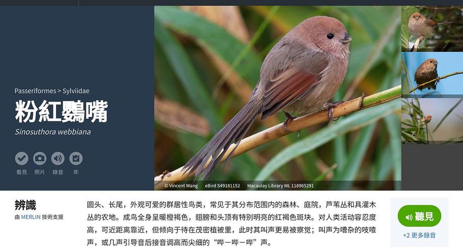 城市常见鸟种识别 长期更新(5.20更了些小鸟)