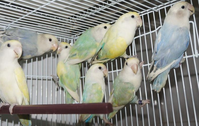 牡丹鹦鹉的白面派特,肉桂,我只见过别人发的图片,认错勿怪.