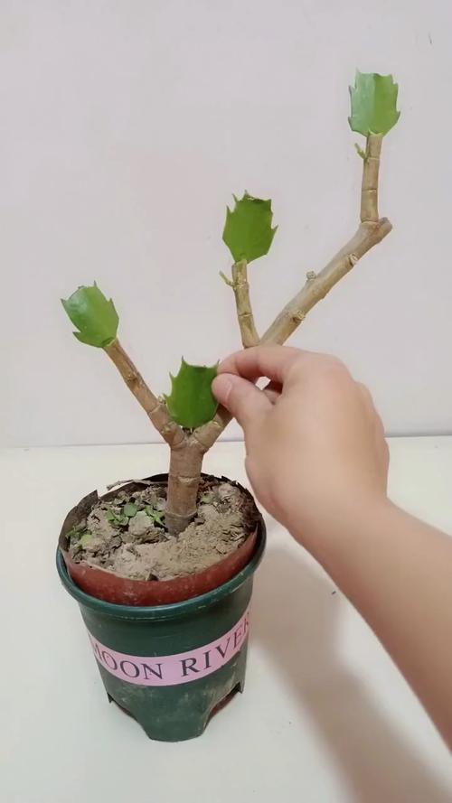 我嫁接到玉树上的蟹爪兰活了