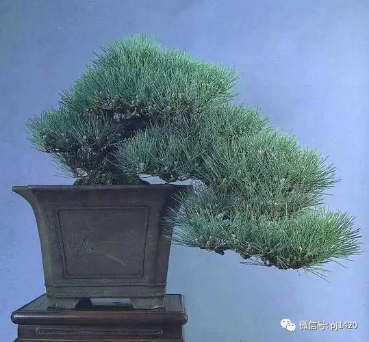 盆景大师梁悦美作品集