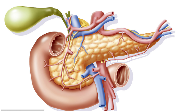 再就是,肝脏可以分泌胆汁,存储于胆囊之中,然后通过胆管与胃肠相链接