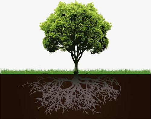 树木,绿色,树根