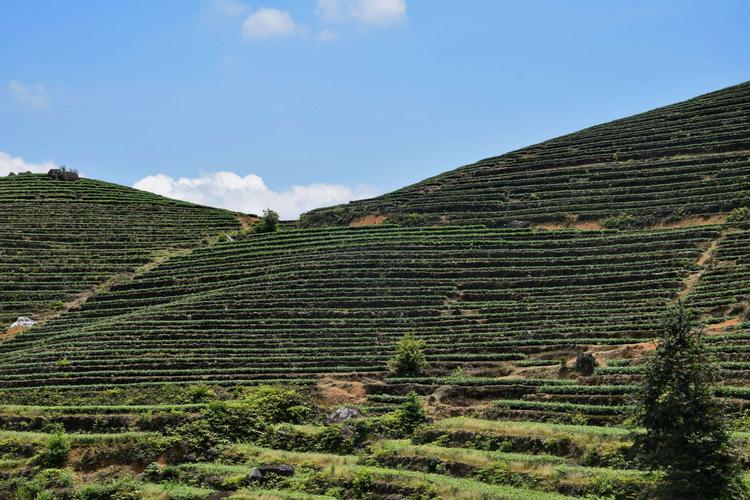 安溪茶山(感德高坪头)