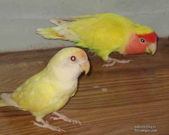 谁能帮我发个五个月的黄桃脸牡丹鹦鹉图片给我