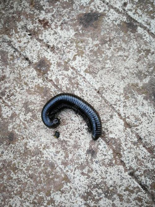 天气热,又涨水,出了钓鲢鱼,鲫鱼真没法钓其他鱼了.