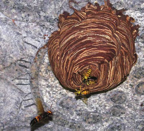 在胡蜂总科中,稍微大一点的黄色的家伙,大概就可以叫做"黄蜂"了