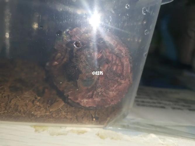 捕鸟蛛_巴西巨人金直间_宠物_宠物其他