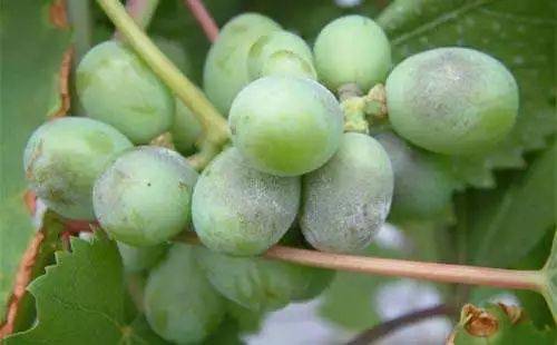 葡萄霜霉病危害多个组织发生次数多你需要综合防治