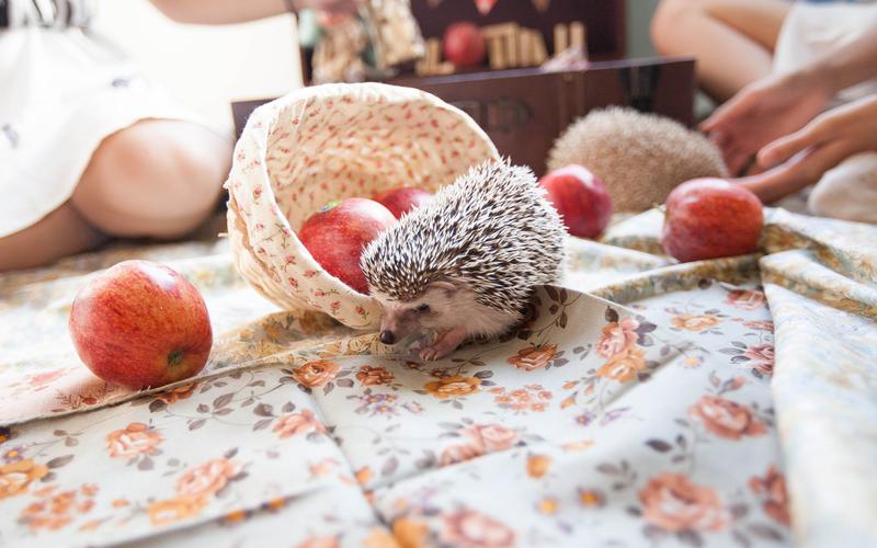 小刺猬壁纸图片