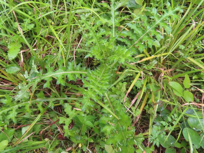 凉血止血蓟草,杀虫止痒扁蓄.