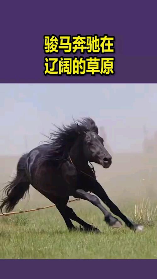 骏马奔驰在辽阔的草原,日常撒个欢