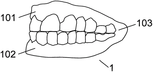 一种玩具牙齿,可拆装玩具牙齿的玩具头及玩具制造技术