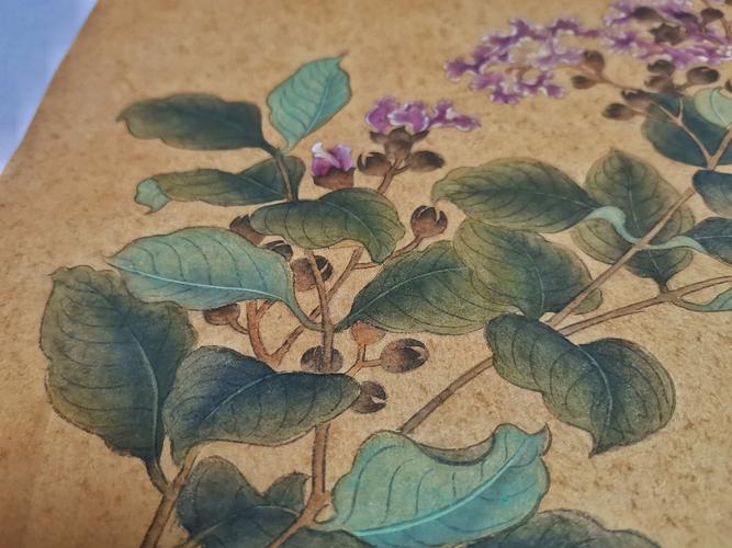 紫薇图|纯艺术|绘画|胡水水 - 临摹作品 - 站酷