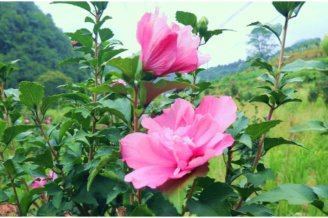 丹口镇:做强木槿花产业 为乡村振兴锦上添花