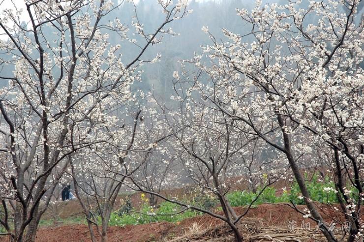 简阳樱桃沟---资阳大众网点评频道