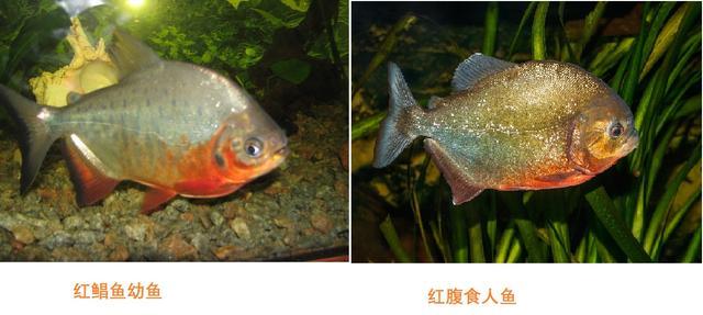 为了生存,红鲳鱼一直在"模仿"红腹食人鱼(这是一种生物拟态),所以两者