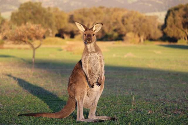 澳大利亚街头空荡荡野生袋鼠大白天市中心蹦蹦跳跳