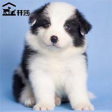 纯种黑白边境牧羊犬幼犬活体边牧幼崽咖啡金色陨石色边牧宠物狗