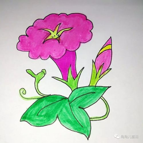 淘老师教你画:牵牛花(二)_小鲸鱼儿童画_零二七艺考