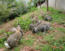 图1 放养的云崖兔