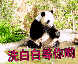 熊猫gif动态图片,洗白白等你哟喜欢洗白白动图表情包