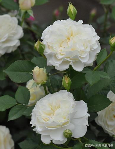 8款不可多得的白色月季,花友心中的"白月光",圣洁无瑕!