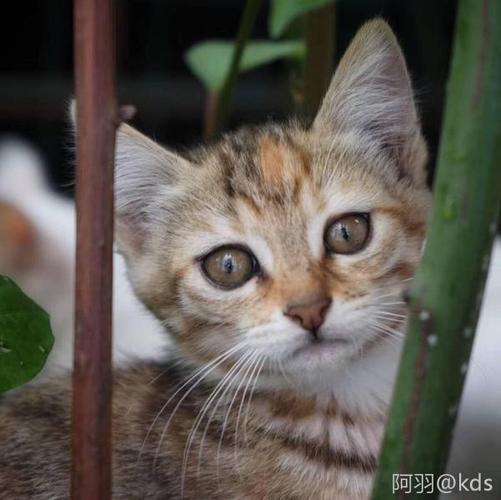 流浪小奶猫有土匪要领养的么?