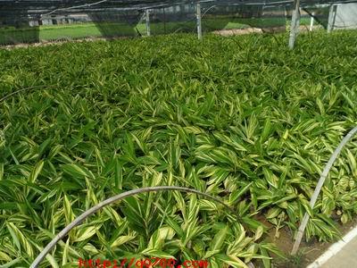 花叶姜 本花场长期大量供应花叶姜,欢迎广大客户来电咨询前来选购