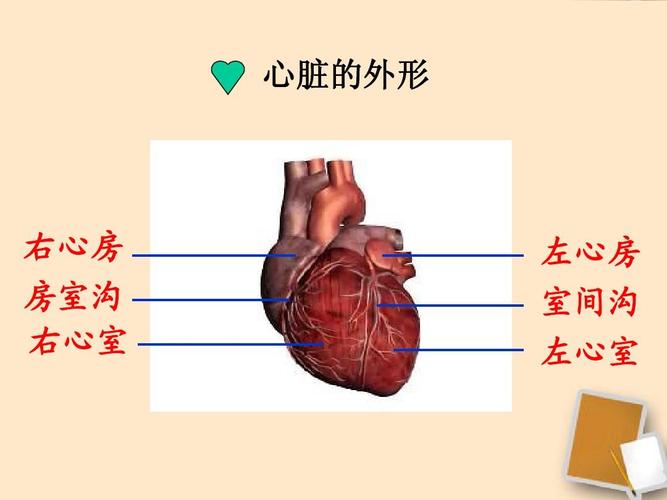 第三节输送血液的泵心脏课件