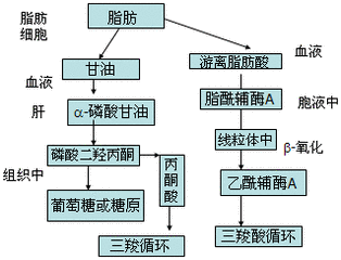 脂肪代谢的途径是什么?